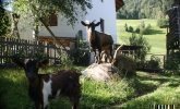 tschamperton-villnoess-29