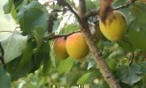 tschamperton-villnoess-33
